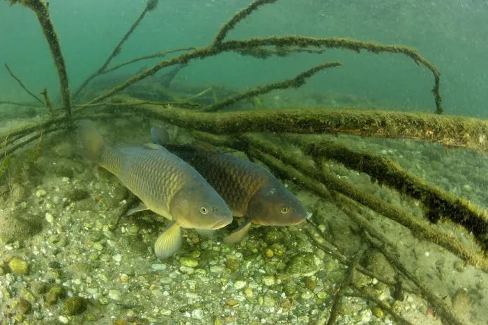 Framed Print : Common carp (Cyprinus carpio) resting on riverbed, River Ticino, Lombardy, Italy. October Framed Print : Common carp (Cyprinus carpio) resting on riverbed, River Ticino, Lombardy, Italy. October