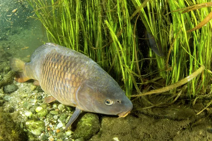 Framed Print : Common carp (Cyprinus carpio) resting on riverbed, River Ticino, Lombardy, Italy. October