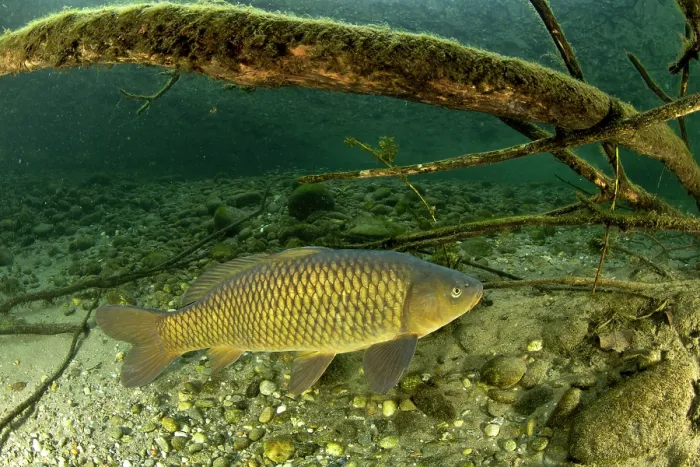 Framed Print : Common carp (Cyprinus carpio) swimming over riverbed, River Ticino, Lombardy, Italy. October Framed Print : Common carp (Cyprinus carpio) swimming over riverbed, River Ticino, Lombardy, Italy. October