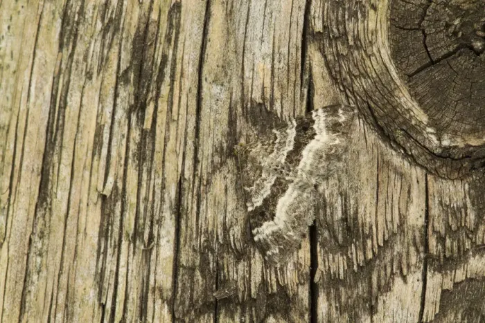 Framed Print : Common carpet moth (Epirrhoe alternata) camouflaged on wood, Sheffield, South Yorkshire Framed Print : Common carpet moth (Epirrhoe alternata) camouflaged on wood, Sheffield, South Yorkshire