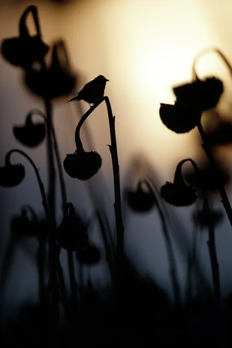 Framed Print : Common chaffinch (Fringilla coelebs) perched on Sunflower (Helianthus annuus) seedhead at dusk, Lower Silesia, Poland. February Framed Print : Common chaffinch (Fringilla coelebs) perched on Sunflower (Helianthus annuus) seedhead at dusk, Lower Silesia, Poland. February