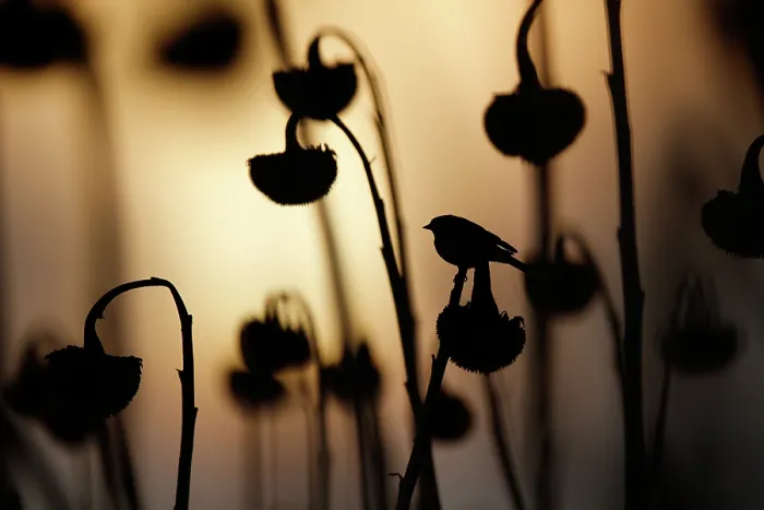 Framed Print : Common chaffinch (Fringilla coelebs) perched on Sunflower (Helianthus annuus) seedhead at dusk, Lower Silesia, Poland. February Framed Print : Common chaffinch (Fringilla coelebs) perched on Sunflower (Helianthus annuus) seedhead at dusk, Lower Silesia, Poland. February