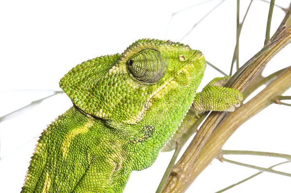 Common chameleon (Chameleo chameleo) in Retama bush, Huelva, Andalucia, Spain, April 2009