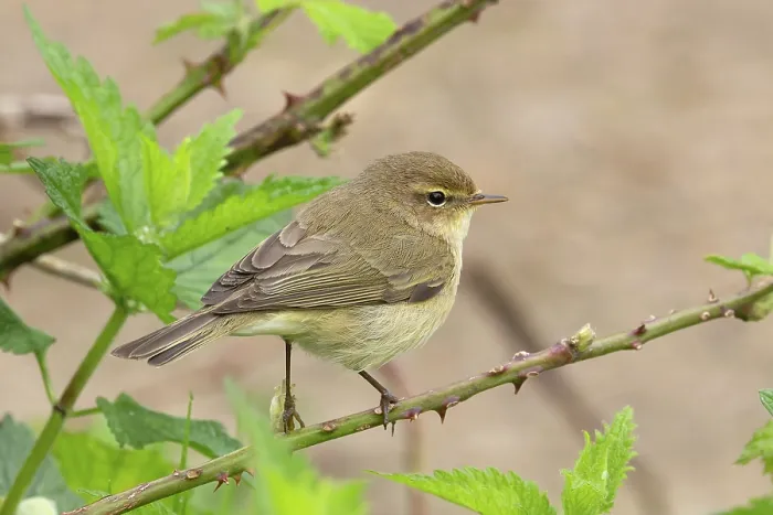 Framed Print : Common chiffchaff (Phylloscopus collybita) perched on branch, Norfolk, England, UK. April Framed Print : Common chiffchaff (Phylloscopus collybita) perched on branch, Norfolk, England, UK. April