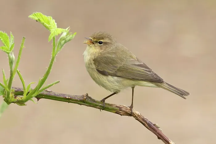 Framed Print : Common chiffchaff (Phylloscopus collybita) perched on branch singing, Norfolk, England, UK. April Framed Print : Common chiffchaff (Phylloscopus collybita) perched on branch singing, Norfolk, England, UK. April