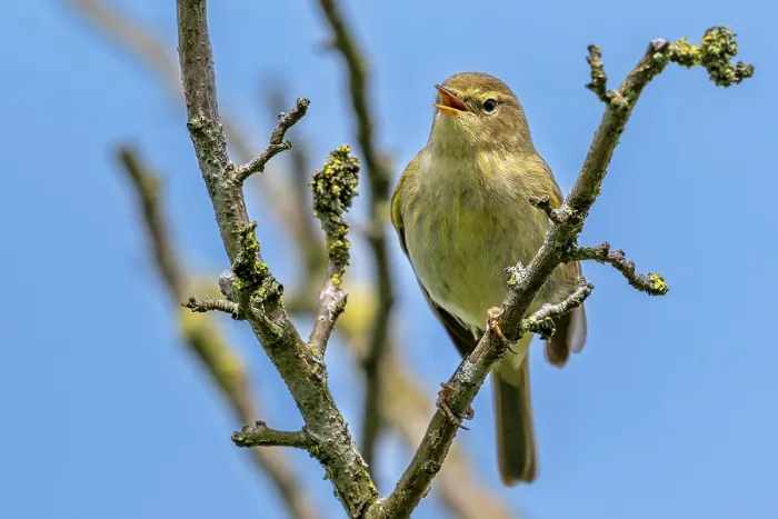 Framed Print : Common chiffchaff (Phylloscopus collybita) perched on branch singing, Zeeland, Netherlands. June Framed Print : Common chiffchaff (Phylloscopus collybita) perched on branch singing, Zeeland, Netherlands. June