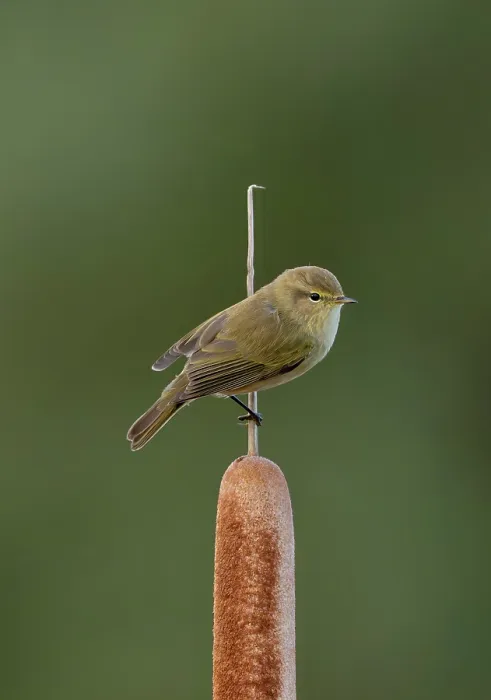 Framed Print : Common chiffchaff (Phylloscopus collybita) perched on Cattail (Typha sp.), north of Cantalejo, Segovia, Spain. November Framed Print : Common chiffchaff (Phylloscopus collybita) perched on Cattail (Typha sp.), north of Cantalejo, Segovia, Spain. November
