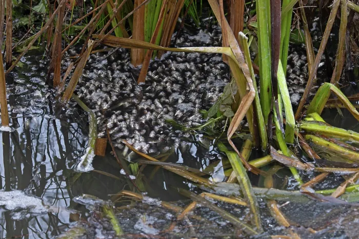 Framed Print : Common chub (Squalius cephalus) shoal gasping for air at water's surface in partially frozen ditch, Whitlingham Coiuntry Park, Norfolk, England, UK. December Framed Print : Common chub (Squalius cephalus) shoal gasping for air at water's surface in partially frozen ditch, Whitlingham Coiuntry Park, Norfolk, England, UK. December