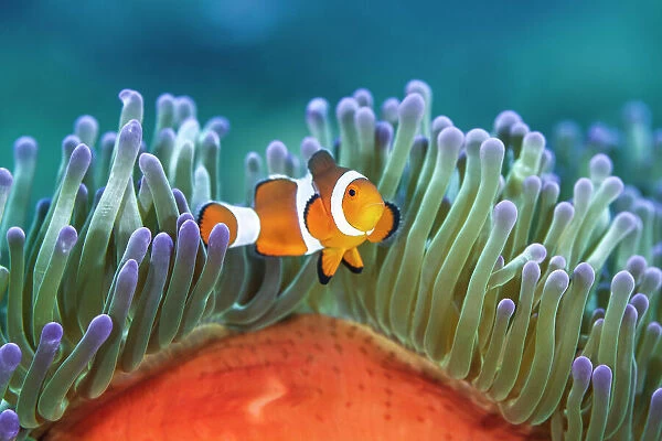 Common clownfish (Amphiprion ocellaris) in the tentacles of its host, Magnificent sea anemone (Heteractis magnifica), on a coral reef, Bitung, North Sulawesi, Indonesia, Molucca Sea
