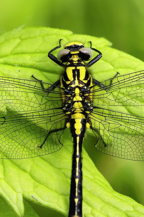 Framed Print : Common clubtail dragonfly (Gomphus vulgatissimus) female, portrait, Wye Valley, England, UK. June. Focus stacked image Framed Print : Common clubtail dragonfly (Gomphus vulgatissimus) female, portrait, Wye Valley, England, UK. June. Focus stacked image