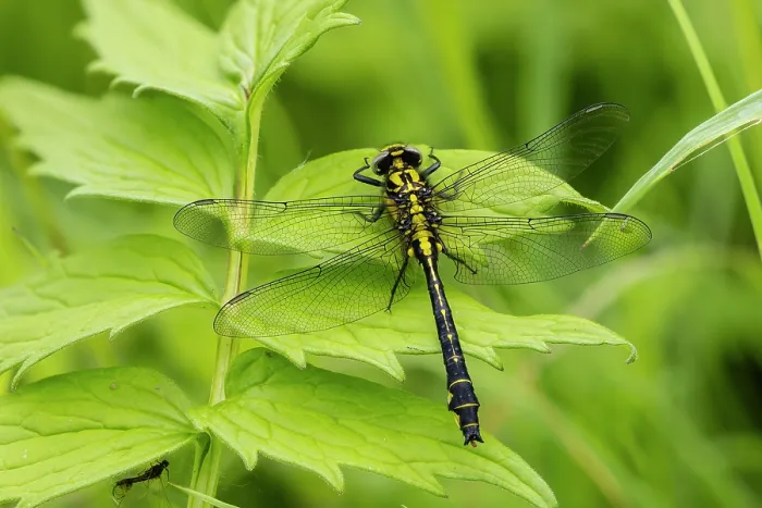 Framed Print : Common clubtail dragonfly (Gomphus vulgatissimus) resting on a leaf, Wye Valley, Gloucestershire, England, UK. June. Focus stacked Framed Print : Common clubtail dragonfly (Gomphus vulgatissimus) resting on a leaf, Wye Valley, Gloucestershire, England, UK. June. Focus stacked