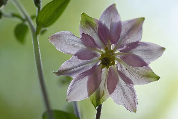 Common columbine (Aquilegia vulgaris) flower, Vosges, France, May