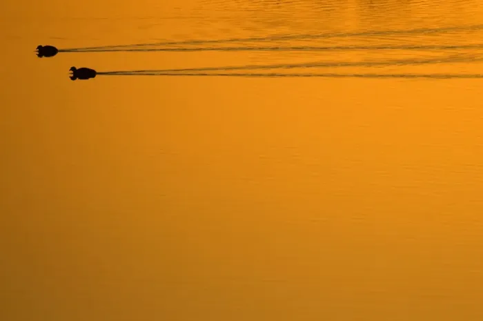 Framed Print : Two Common Coot (Fulica atra) swimming and leaving wakes on water. The Netherlands, July Framed Print : Two Common Coot (Fulica atra) swimming and leaving wakes on water. The Netherlands, July