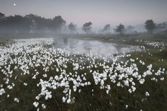 Framed Print : Common cottongrass (Eriophorum angustifolium) at dawn, Groot Schietveld, Wuustwezel Framed Print : Common cottongrass (Eriophorum angustifolium) at dawn, Groot Schietveld, Wuustwezel