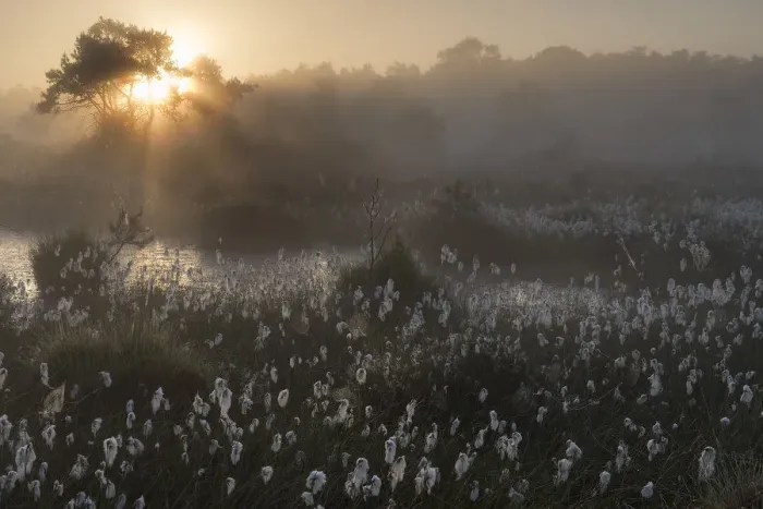 Framed Print : Common cottongrass (Eriophorum angustifolium) at dawn, Groot Schietveld, Wuustwezel Framed Print : Common cottongrass (Eriophorum angustifolium) at dawn, Groot Schietveld, Wuustwezel