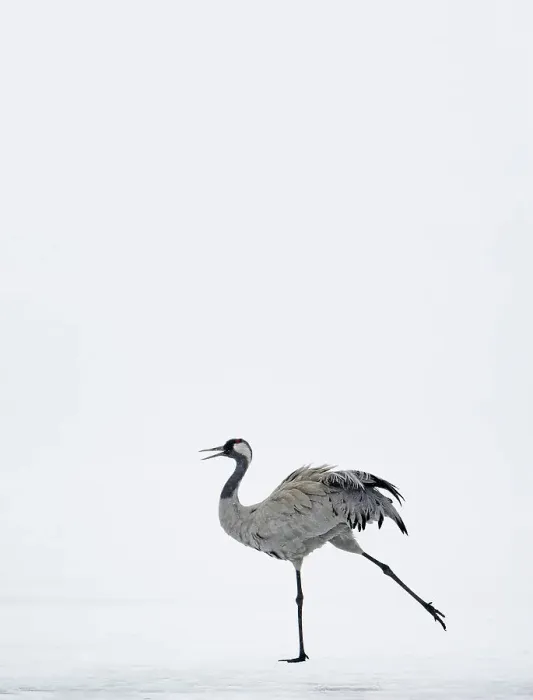Framed Print : Common Crane (Grus grus) displaying in snow, Kuusamo Finland, April (Some background added.) Framed Print : Common Crane (Grus grus) displaying in snow, Kuusamo Finland, April (Some background added.)