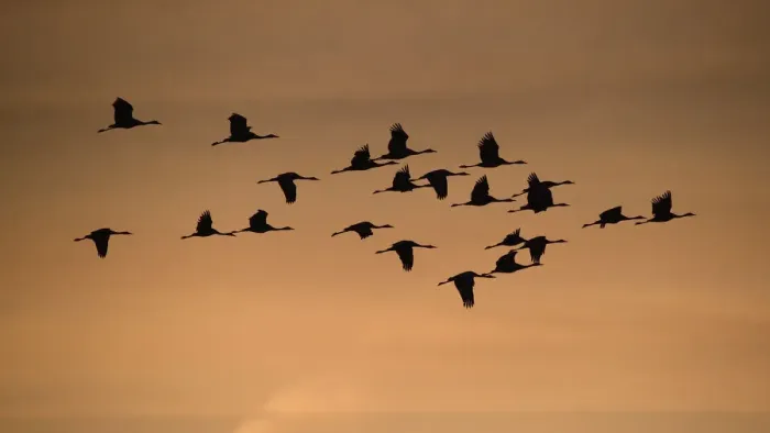 Framed Print : Common crane (Grus grus) flock in flight, Lac du Der, France, November Framed Print : Common crane (Grus grus) flock in flight, Lac du Der, France, November