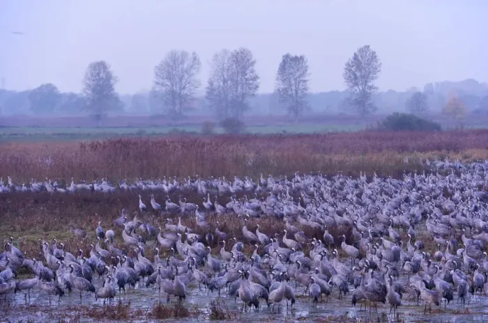 Framed Print : Common crane (Grus grus) flock in wetlands, Brandenburg, Germany, October 2008 Framed Print : Common crane (Grus grus) flock in wetlands, Brandenburg, Germany, October 2008