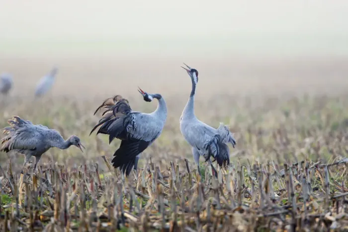 Framed Print : Common Crane (Grus grus) juvenile and two adult calling, displaying, in harvested Framed Print : Common Crane (Grus grus) juvenile and two adult calling, displaying, in harvested