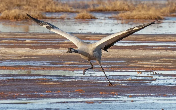 Framed Print : Common crane (Grus grus) taking off from marshland, Pokka, Lapland, Finland. May