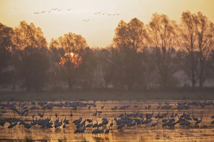 Framed Print : Common crane (Grus grus) in water at sunrise, Brandenburg, Germany, October 2008 Framed Print : Common crane (Grus grus) in water at sunrise, Brandenburg, Germany, October 2008