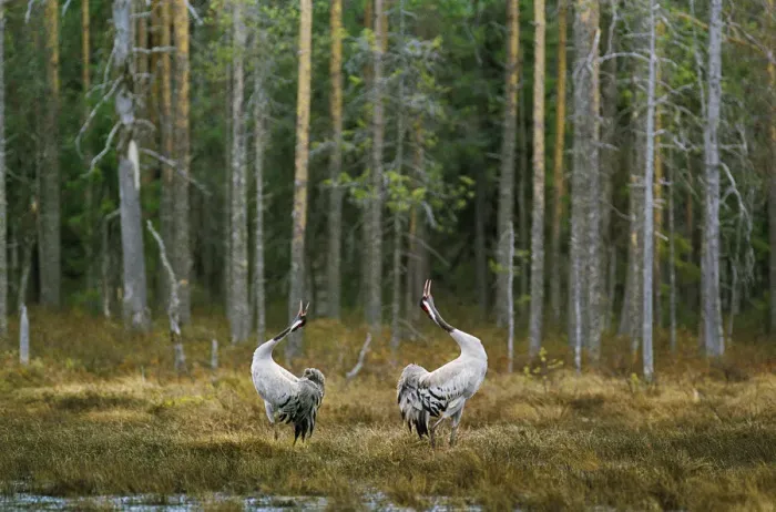 Framed Print : Common cranes displaying by woodland {Grus grus} Finland Framed Print : Common cranes displaying by woodland {Grus grus} Finland