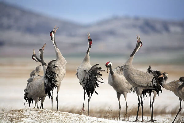 Common cranes {Grus grus} calling with heads raised in air, Laguna de Gallocanta