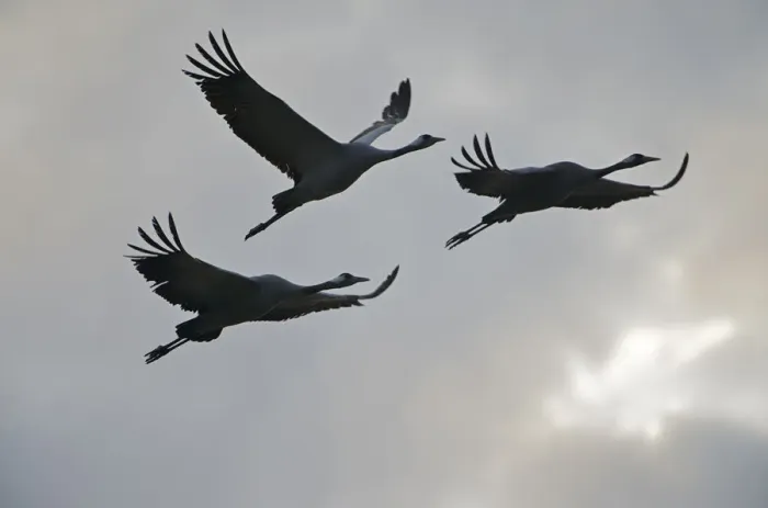 Framed Print : Three Common cranes (Grus grus) in flight, Brandenburg, Germany, October 2008 Framed Print : Three Common cranes (Grus grus) in flight, Brandenburg, Germany, October 2008