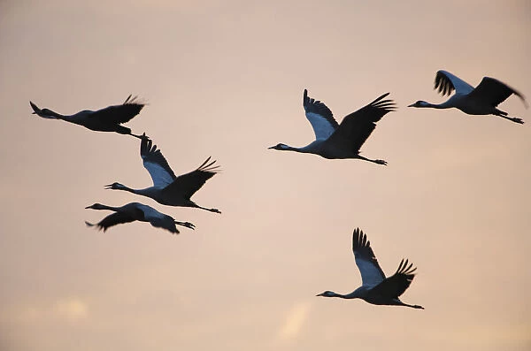 Six Common cranes (Grus grus) in flight at sunrise, Brandenburg, Germany, October 2008
