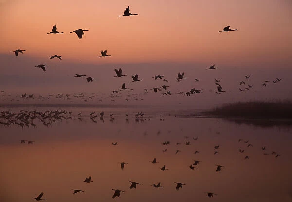 Common cranes (Grus grus) leaving the roost at dawn, Hula Valley, Northern Israel
