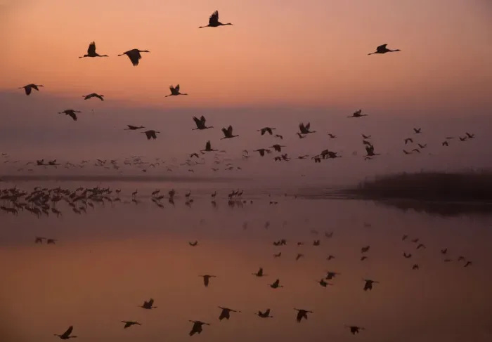 Framed Print : Common cranes (Grus grus) leaving the roost at dawn, Hula Valley, Northern Israel Framed Print : Common cranes (Grus grus) leaving the roost at dawn, Hula Valley, Northern Israel