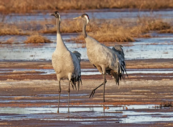 Framed Print : Common cranes (Grus grus) pair meeting on marshland, Pokka, Lapland, Finland. May Framed Print : Common cranes (Grus grus) pair meeting on marshland, Pokka, Lapland, Finland. May