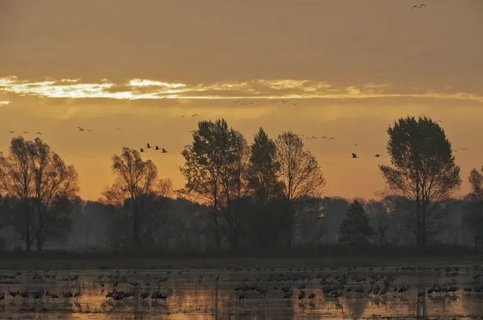 Framed Print : Common cranes (Grus grus) at sunrise, Brandenburg, Germany, October 2008 Framed Print : Common cranes (Grus grus) at sunrise, Brandenburg, Germany, October 2008