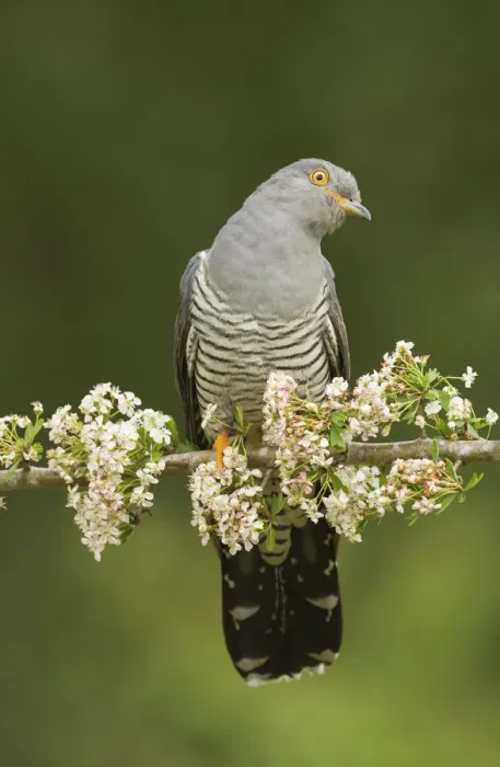 Framed Print : Common Cuckoo (Cuculus canorus) calling perched on branch of Hawthrorn(Cratageus monogyna) Surrey Framed Print : Common Cuckoo (Cuculus canorus) calling perched on branch of Hawthrorn(Cratageus monogyna) Surrey