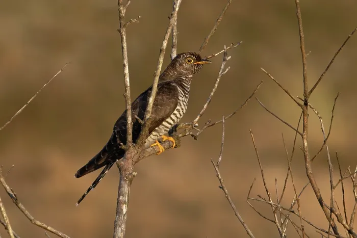 Framed Print : Common cuckoo (Cuculus canorus) juvenile, perched on branch, Norfolk, England, UK. October