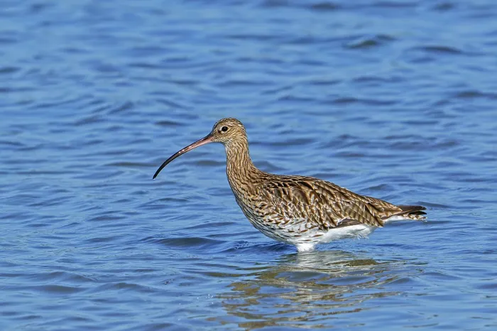 Framed Print : Common curlew (Numenius arquata) foraging in shallow water of pond in saltmarsh, Zeeland, Netherlands. July Framed Print : Common curlew (Numenius arquata) foraging in shallow water of pond in saltmarsh, Zeeland, Netherlands. July