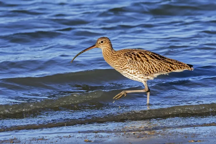 Framed Print : Common curlew (Numenius arquata) foraging in shallow water in saltmarsh along the North Sea coast in early spring, Zeeland, Netherlands. March Framed Print : Common curlew (Numenius arquata) foraging in shallow water in saltmarsh along the North Sea coast in early spring, Zeeland, Netherlands. March