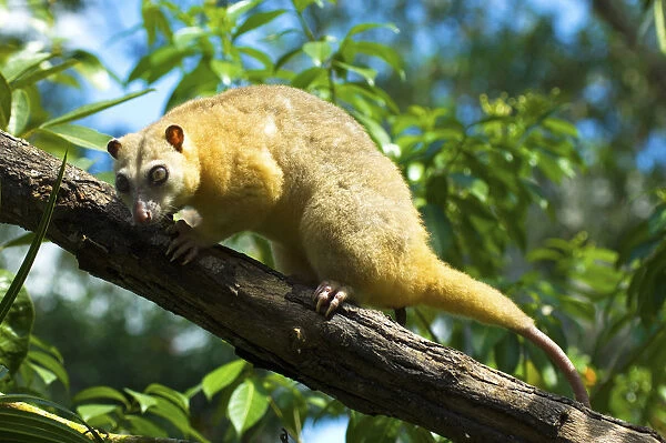 Common Cuscus (Phalanger orientalis) captive occurs in Timor to New Guinea. Captive