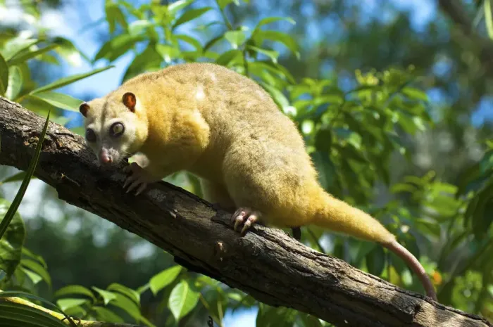 Framed Print : Common Cuscus (Phalanger orientalis) captive occurs in Timor to New Guinea. Captive