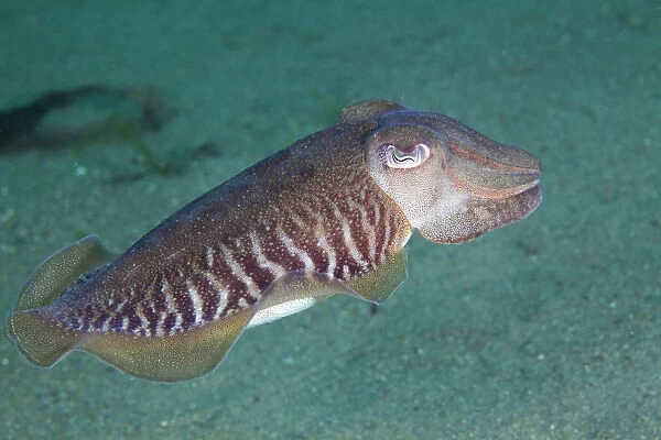 Common cuttlefish (Sepia officinalis) swimming profile, Channel Islands, UK July