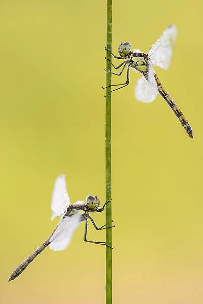Common darter dragonflies (Sympetrum striolatum) two females resting on reed, Dunsdon Nature Reserve, Devon, UK. August
