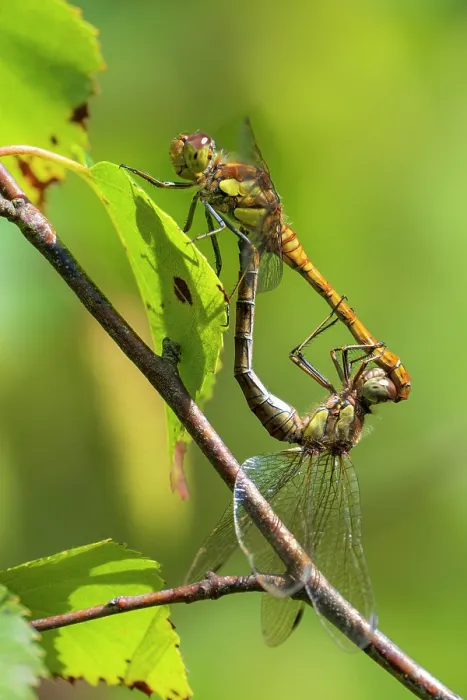 Framed Print : Common darter dragonflies (Sympetrum striolatum) mating pair, Meeth Quarry, Cornwall, England, UK. August Framed Print : Common darter dragonflies (Sympetrum striolatum) mating pair, Meeth Quarry, Cornwall, England, UK. August