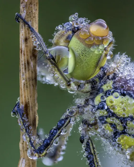 Framed Print : Common darter (Sympetrum striolatum) covered in morning dew Ledston, Leeds, Yorkshire Framed Print : Common darter (Sympetrum striolatum) covered in morning dew Ledston, Leeds, Yorkshire