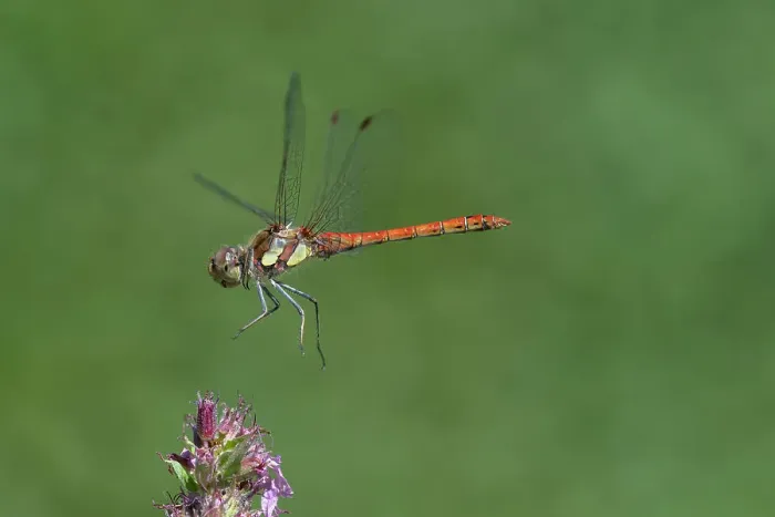 Framed Print : Common Darter (Sympetrum striolatum) in flight, Brasschaat, Belgium Framed Print : Common Darter (Sympetrum striolatum) in flight, Brasschaat, Belgium