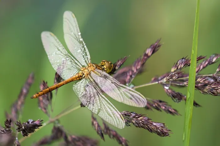 Framed Print : Common darter (Sympetrum striolatum) newly hatched, portrait, Upper Bavaria, Germany. July Framed Print : Common darter (Sympetrum striolatum) newly hatched, portrait, Upper Bavaria, Germany. July