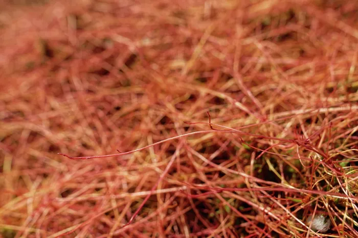 Framed Print : Common dodder (Cuscuta epithymum) parasitising Gorse bushes (Ulex sp.), Land's End, Cornwall, England, UK. June Framed Print : Common dodder (Cuscuta epithymum) parasitising Gorse bushes (Ulex sp.), Land's End, Cornwall, England, UK. June
