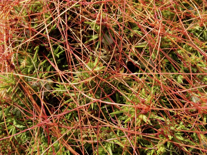 Framed Print : Common dodder (Cuscuta epithymum) parasitising Gorse bushes (Ulex sp.), Land's End, Cornwall, England, UK. June