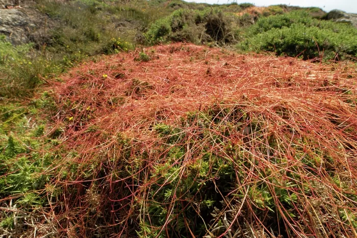 Framed Print : Common dodder (Cuscuta epithymum) parasitising Gorse bushes (Ulex sp.), Land's End, Cornwall, England, UK. June Framed Print : Common dodder (Cuscuta epithymum) parasitising Gorse bushes (Ulex sp.), Land's End, Cornwall, England, UK. June