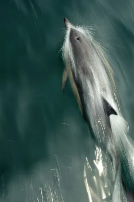 Framed Print : Common dolphin (Delphinus delphis) bow-riding, near South Uist, Outer Hebrides, Scotland Framed Print : Common dolphin (Delphinus delphis) bow-riding, near South Uist, Outer Hebrides, Scotland