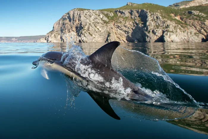 Framed Print : Common dolphin (Delphinus delphis) porpoising, near Sesimbra, Portugal, Atlantic Ocean Framed Print : Common dolphin (Delphinus delphis) porpoising, near Sesimbra, Portugal, Atlantic Ocean
